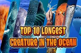 Image result for long animals in the worlds