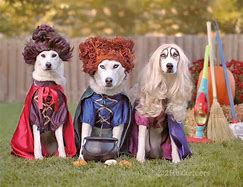 Image result for Cats and Dogs Costumes