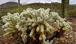 Image result for Mojave Desert Plants and Animals