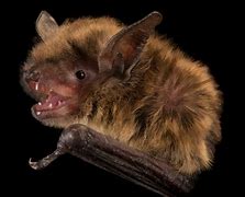 Image result for Jellycat Bat