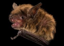 Image result for Little Brown Bat Minnesota