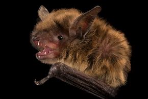 Image result for Little Brown Bat Myotis Lucifugus