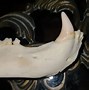 Image result for Bear Jaw Bone