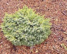 Picea omorika Kamenz に対する画像結果