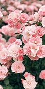 Image result for Pink Classic Roses