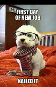 Image result for New Job Cat Meme