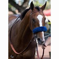 Image result for Racehorse Authentic
