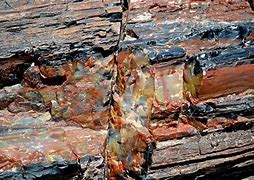 Image result for Petrified Wood Identification