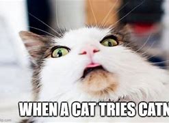 Image result for Surprised Cat Meme