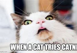 Image result for Surprise Cat Meme