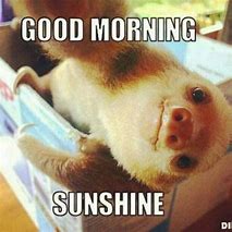 Image result for Good Morning Sunshine MEME Funny