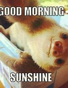 Image result for Cute Good Morning Sunshine Meme