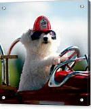 Image result for Fire Dog Coffee Meme