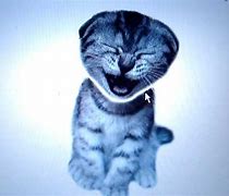 Image result for Cute Cat Fart