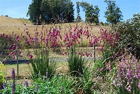 Image result for Dierama pulcherrimum Dark Cerise