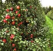 Image result for SnowSweet Apple Tree