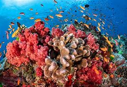 Image result for coral�fe5o