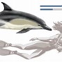 Image result for Sea Ocean Mammals