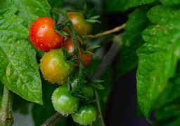 Image result for Green and Red Fruit