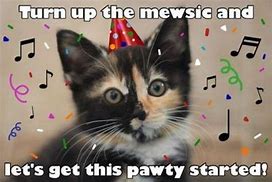 Image result for Cat News Meme Birthday CA