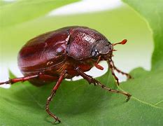 Image result for Shiny Green June Bugs