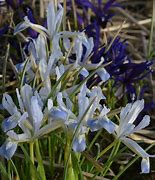 Image result for Iris reticulata Frozen Planet