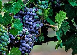 Image result for 6 Grapes Wine