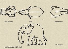 Image result for Orthographic Animal