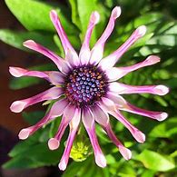 Image result for African Daisy Spider Purple