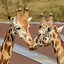 Image result for Beautiful Giraffe