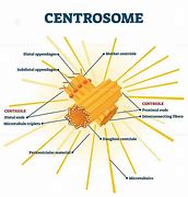 Image result for Centrosoma