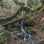Image result for Trillium California Redwood Forest