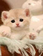 Image result for Chaton Cute