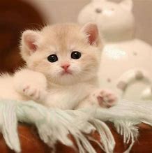 Image result for Chat Mignon