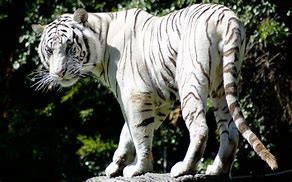 Image result for Rare White Tiger
