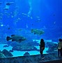 Image result for The World Biggest Fish Tank