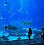 Image result for Largest Aquarium