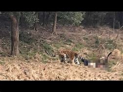 Image result for Nimbo Zoo Man Getting Mauled by Tiger