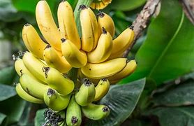 Image result for Small Banana Plant