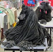 Image result for Corded Poodle Grooming