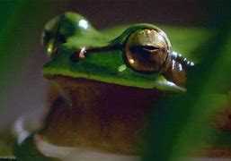 Image result for Snake Frog GIF