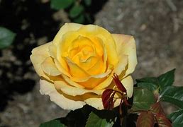 Image result for Rose Gold Flowers
