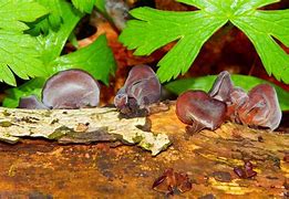 Image result for Wood Ear Buds