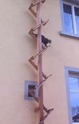 Image result for Cat Climbing Ladder