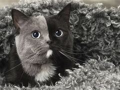 Image result for Black and White Cat Animal Faces