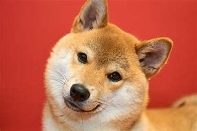 Image result for 犬