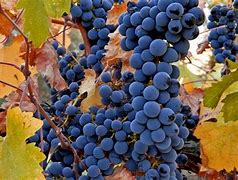 Image result for 4K Grapes Picture to Download