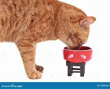 Image result for Cat Eating Lunch