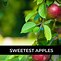 Image result for Sweet Apple Limsa