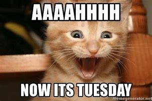 Image result for Tuesday Pet Meme